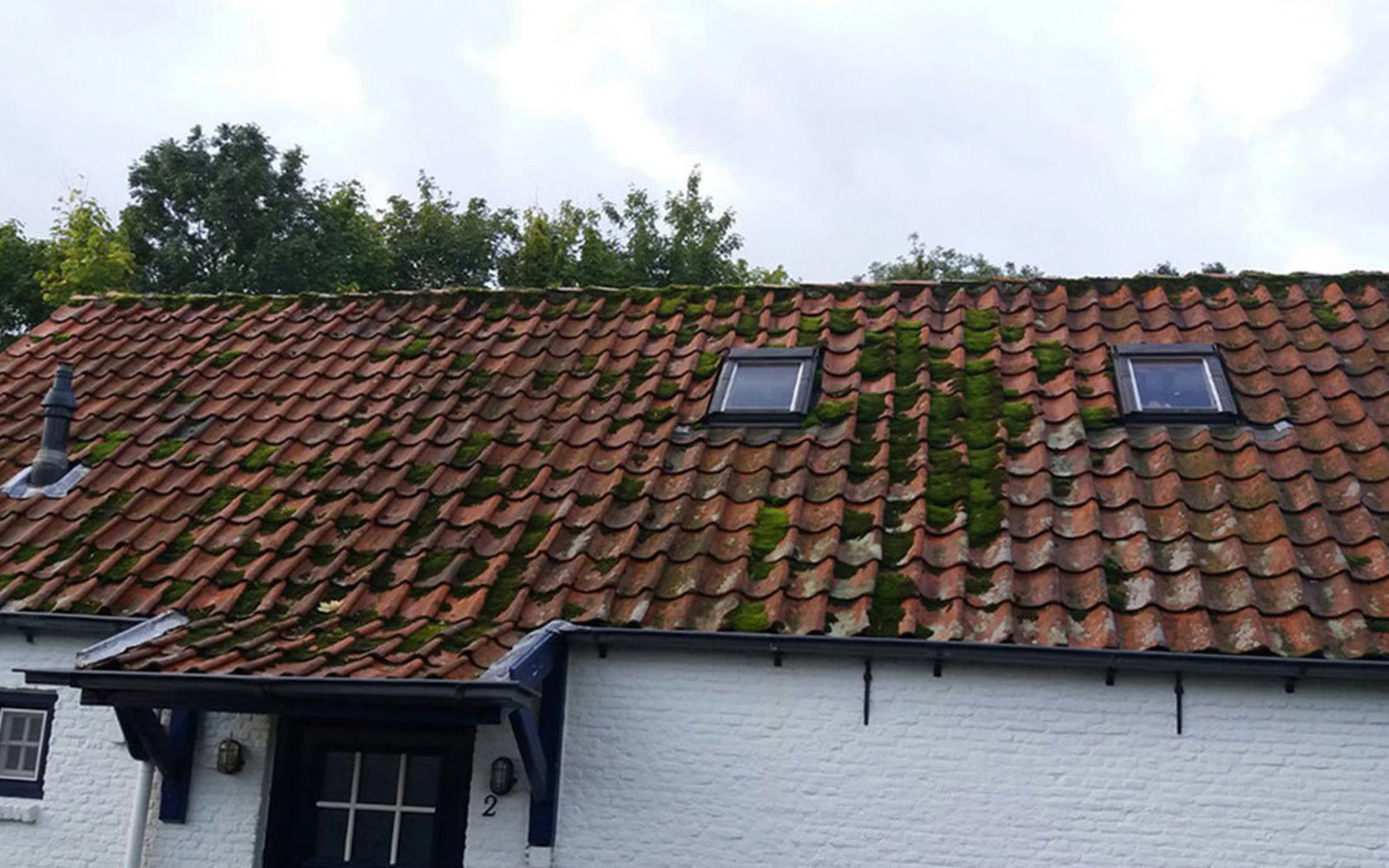 Foto voor Ontmossen